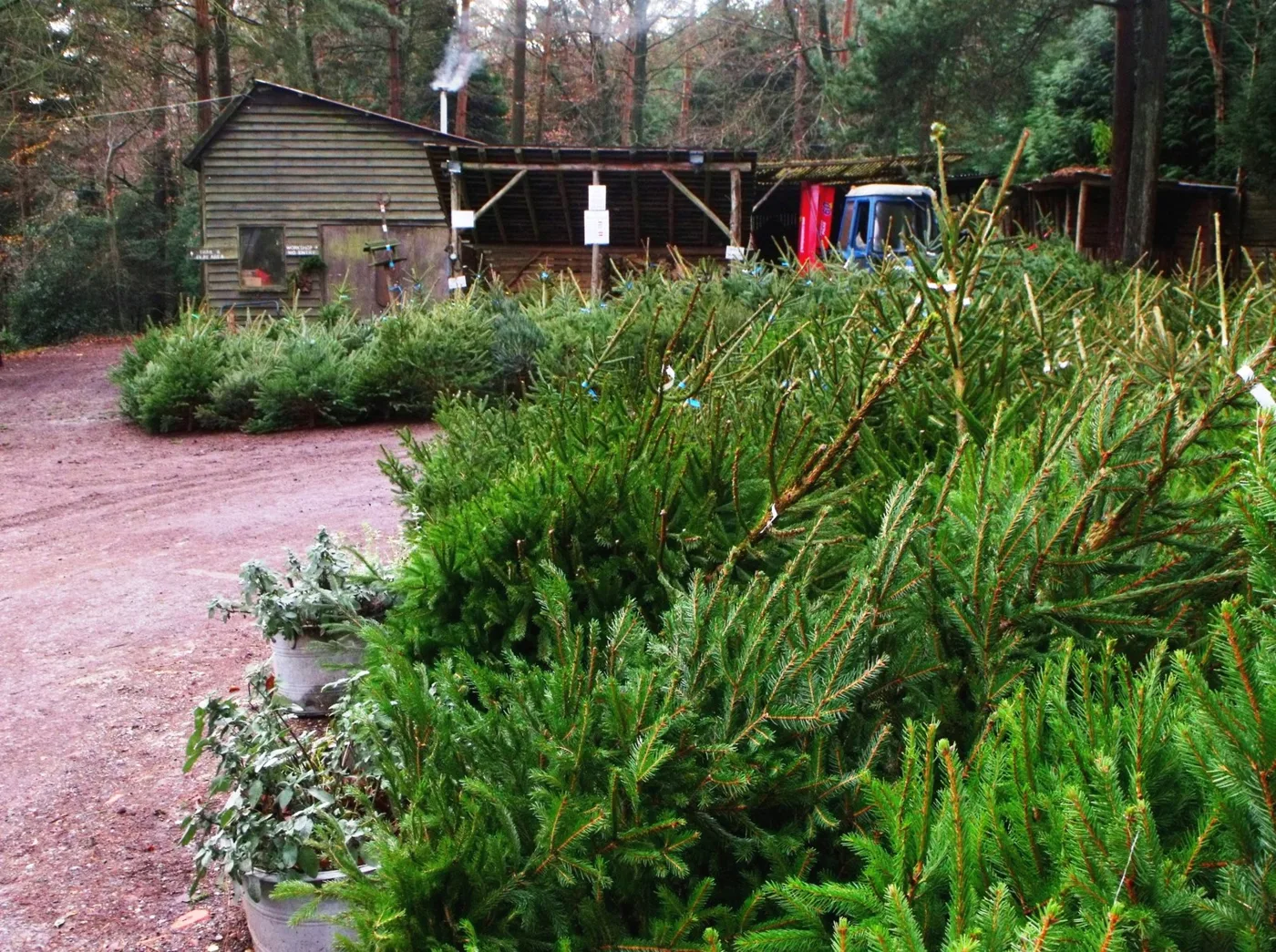 Cut Christmas trees in the yard at Wilderness Wood, Hadlow Down.