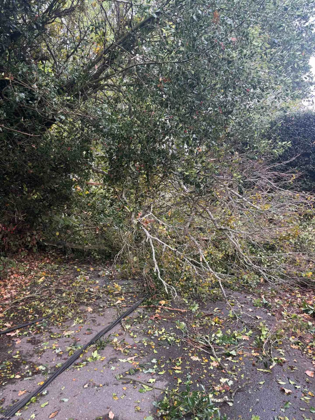 A tree with dense green and yellowing foliage lying across a road, leaves and broken twigs scattered over the tarmac and a cable on the ground